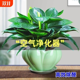 大叶金钻绿萝盆栽绿植箩水培植物花卉办公室客厅好养阳台甲醛铂金