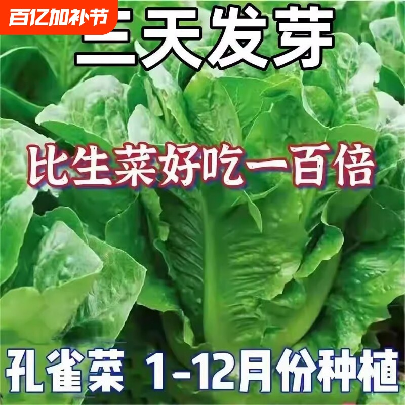 孔雀菜种子四季种籽大全生菜罗马沙拉奶油紫叶种孑阳台盆栽蔬菜种