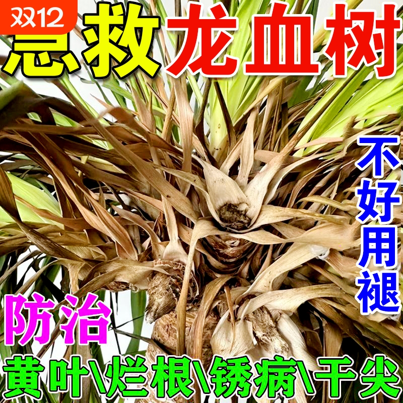 龙血树专用营养液治叶子发黄干尖药黑斑烂根茎腐病龙须树专用肥料
