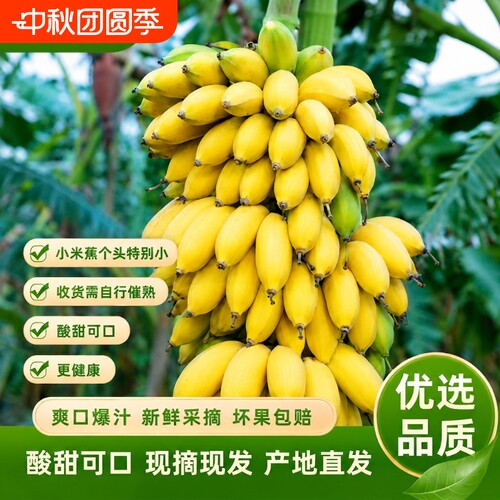 广西小米蕉新鲜水果酸甜甜软糯小个头品种香蕉当季现摘整箱批发