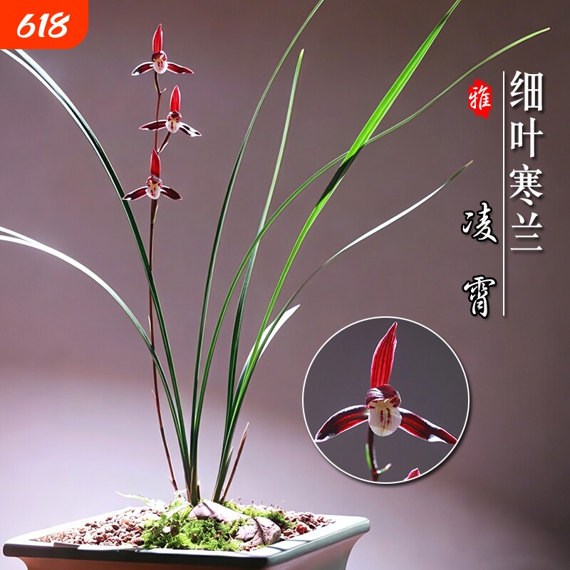 名贵兰花苗 细叶寒兰高档室内好养浓香冬带花苞桌面盆栽绿植花卉