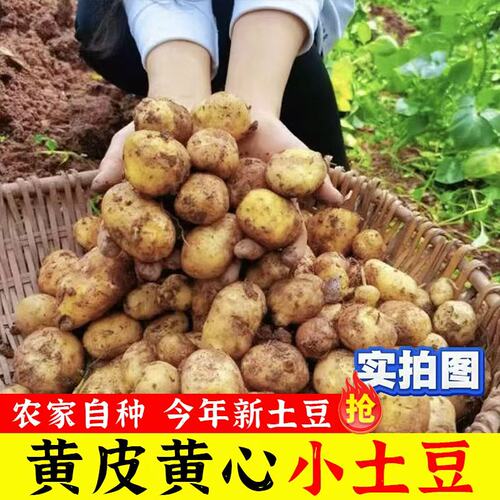 农家老品种恩施黄心小土豆