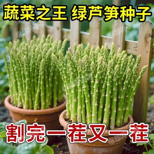 芦笋种子绿芦笋种籽四季种植蔬菜之王高营养蔬菜种子