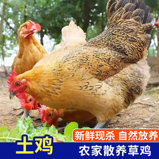 农家散养草鸡 土鸡走地鸡现杀生鸡肉