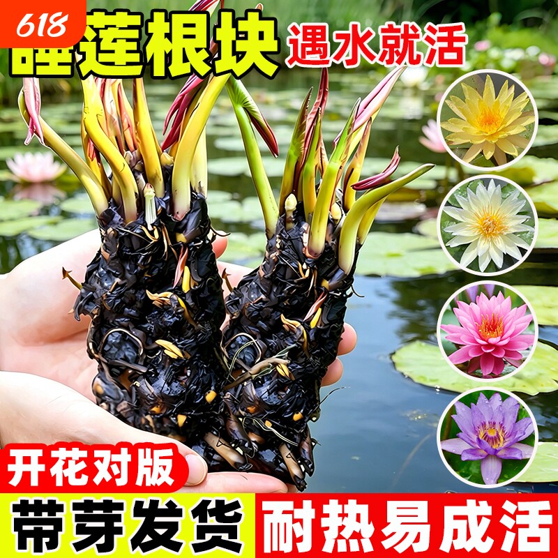 睡莲莲花根块池塘水缸鱼缸耐寒花卉花苞植物四季盆栽水培室内开花