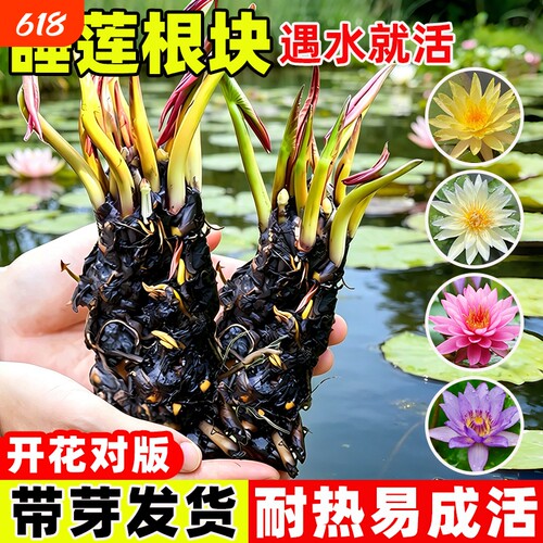 睡莲莲花根块池塘水缸鱼缸耐寒花卉花苞植物四季盆栽水培室内开花