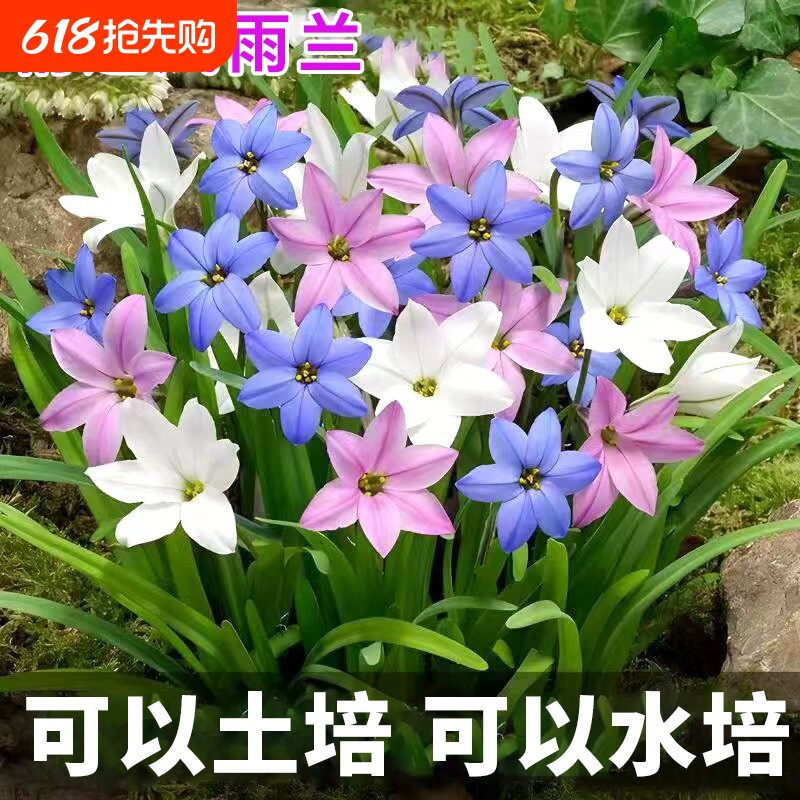 重瓣风雨兰种球葱兰韭兰阳台室内外耐热耐寒地载盆栽绿植花卉水培