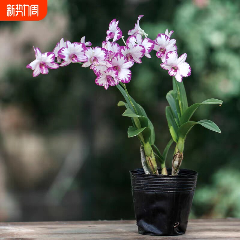 白泼墨秋石斛兰花苗室内盆栽阳台好养浓香水培花卉绿植客厅冬带花