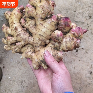 云南高山小黄姜老姜新鲜辛辣农家自种山地老辣生姜片姜汁食用