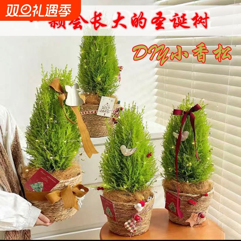 小香松懒人节日礼物四季常青圣诞树盆栽办公室桌面好养活解压绿植