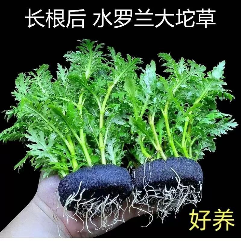 水罗兰坨草鱼缸造景真水草植物带根阴性新手懒人好养净水增氧水质图片