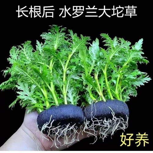 水罗兰坨草鱼缸造景真水草植物带根阴性新手懒人好养净水增氧水质
