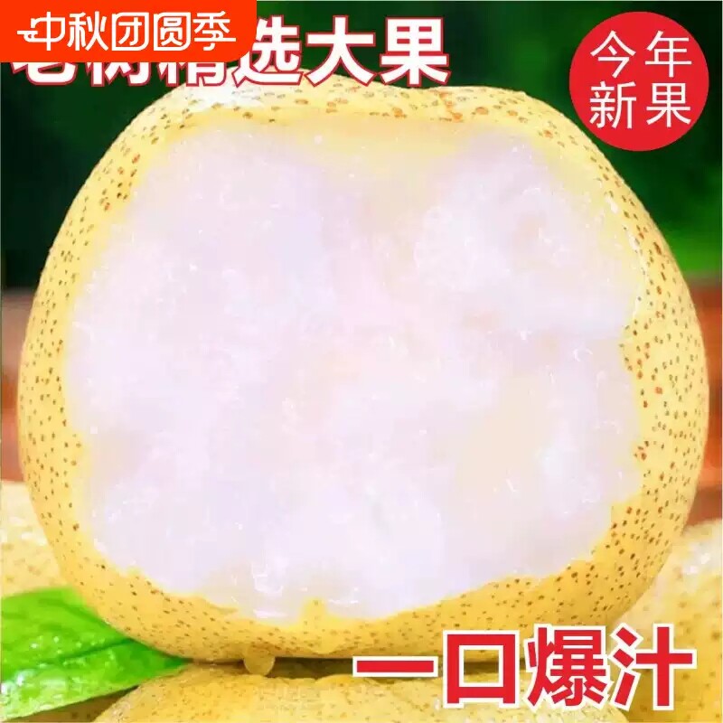 正宗山西雪梨雪花梨新鲜水果梨子水果润肺冰糖雪梨甜酥脆甘甜多汁
