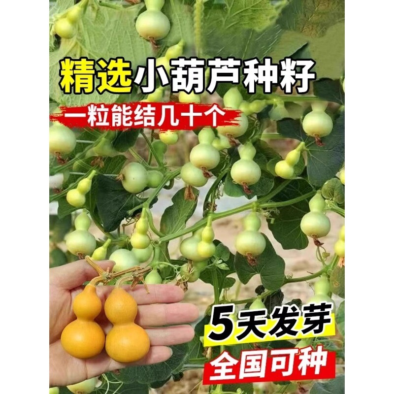 手捻葫芦种子文玩种籽小盆栽植物阳台花卉大全种植播种室内品种