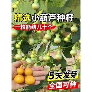 手捻葫芦种子文玩种籽小盆栽植物阳台花卉大全种植播种室内品种