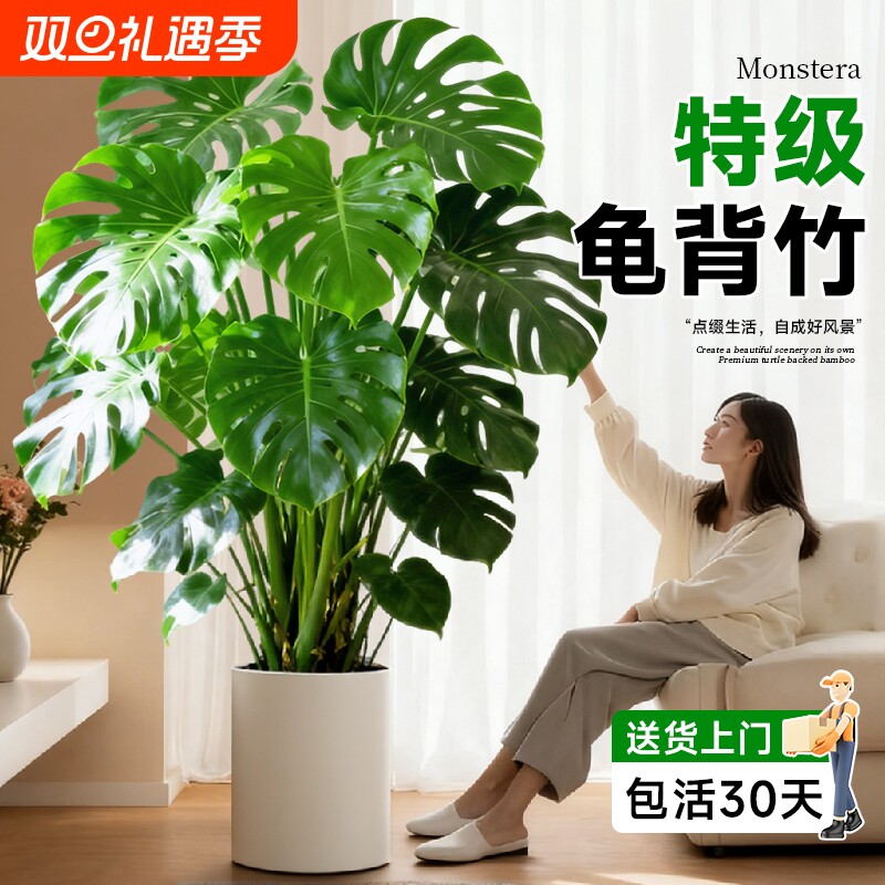 龟背竹客厅大叶老桩提根大盆栽室内植物电视柜旁型绿植落地专业