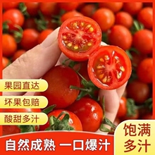 现摘正宗新鲜千禧圣女果5斤