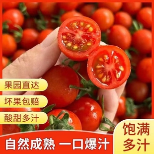 现摘正宗新鲜千禧圣女果5斤