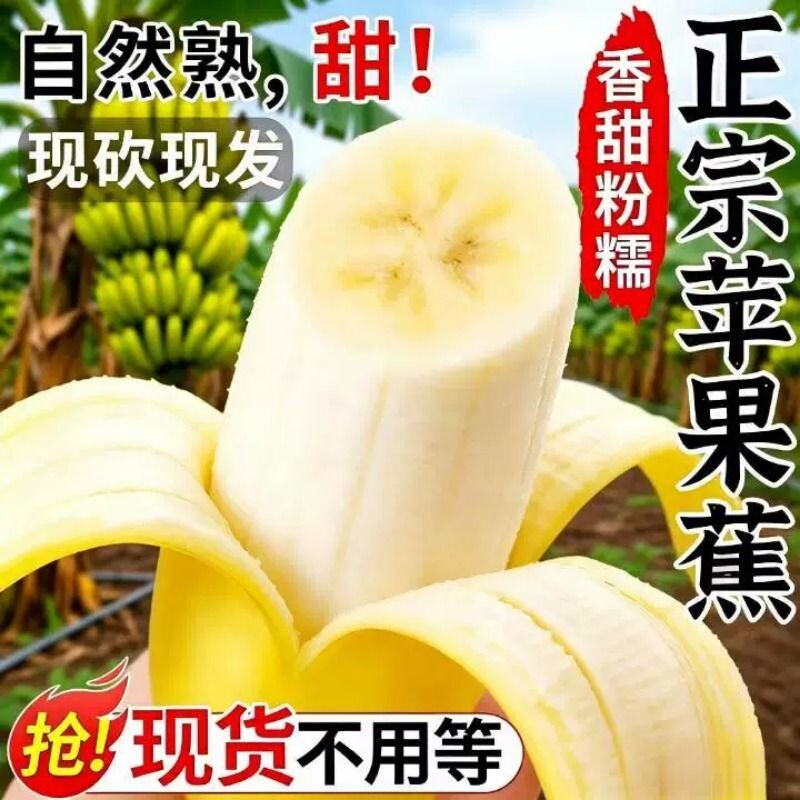香蕉正宗现摘广西苹果蕉当季水果新鲜自然熟鲜芭蕉次日
