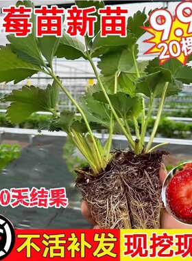草莓苗四季结果盆栽丹东99奶油红颜草莓秧好养阳台室外开花可食用