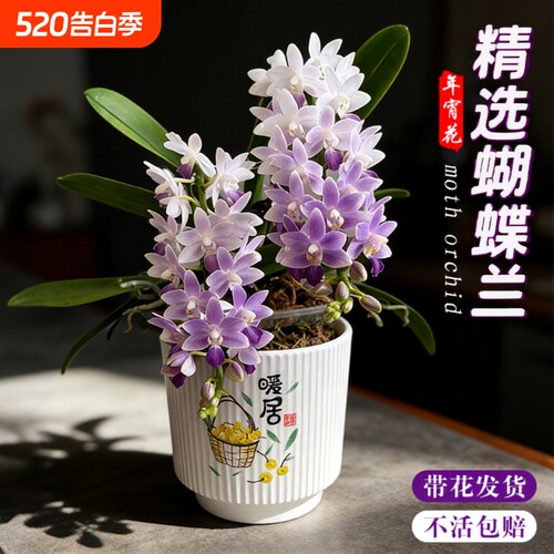 蝴蝶兰花苗带花剑花苞盆栽兰花大苗室内花卉小茴阳台三色樱花玄关
