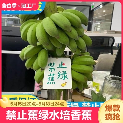 禁止蕉绿水培香蕉拒绝焦虑