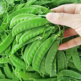 云南荷兰豆新鲜现摘菜豌豆甜脆菜豆当季 时令蔬菜产地直发