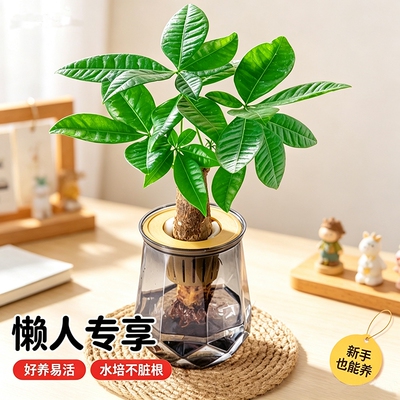 绿植盆栽花卉室内好养发财树办公室金钻栀子花绿萝水培鸭脚木植物