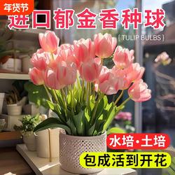 荷兰郁金香种球水培土培5度球阳台庭院盆栽花卉种球室内四季耐寒