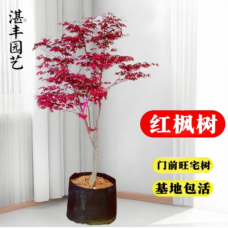 日本红枫树苗四季红舞姬老桩