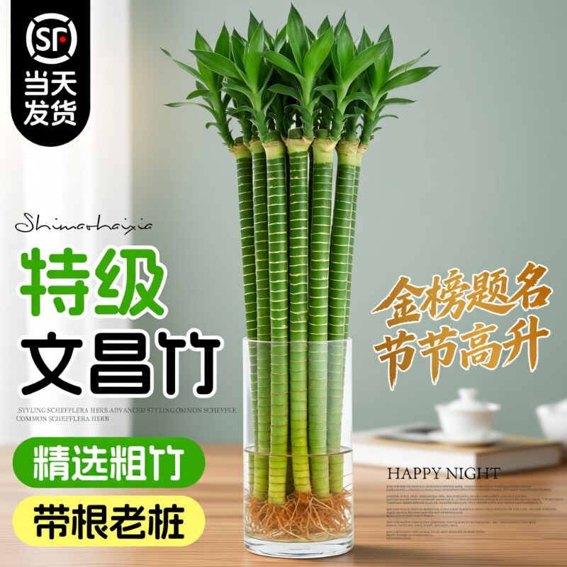 龙竹文昌竹4支金榜题名水培带根富贵竹水养绿植物室内桌面好养活