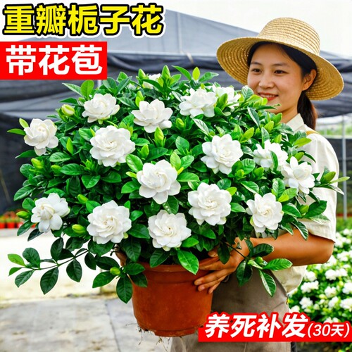栀子花盆栽花卉水培室内客厅四季开花好养绿植物带花苞重瓣办公室