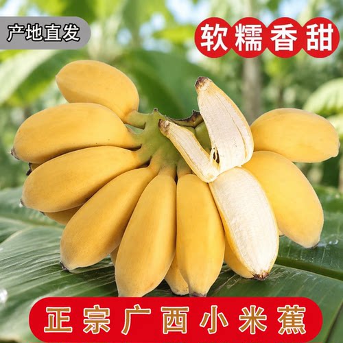 正宗广西小米蕉香蕉当季新鲜水果小香蕉苹果蕉自然熟粉蕉包邮各地