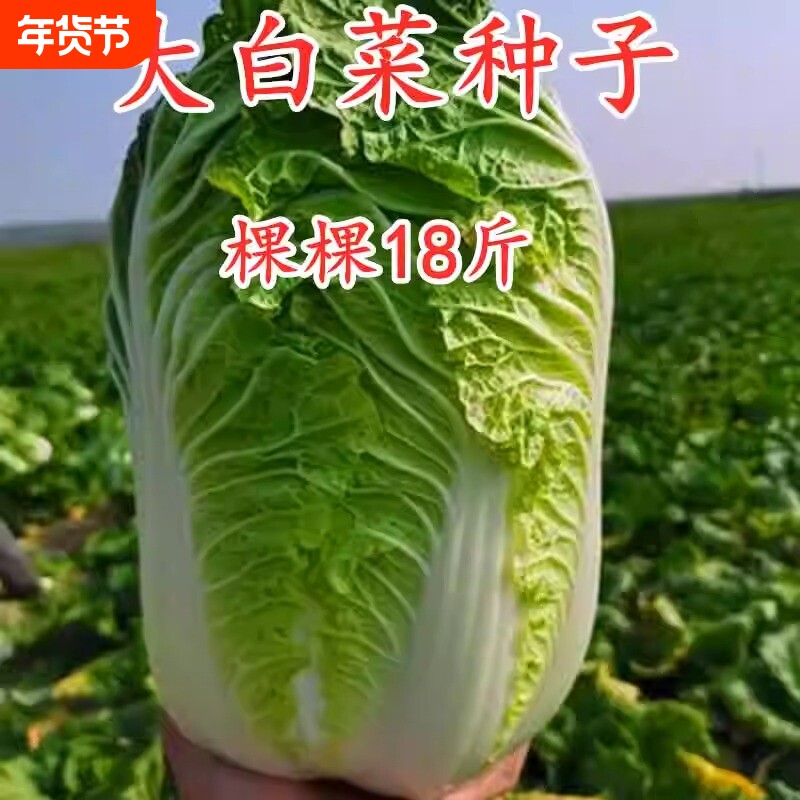 颗颗十八斤大白菜菜种子东北大白菜籽秋季播种庭院棵棵白菜种孑