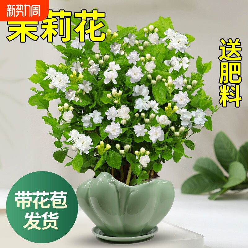 茉莉花苗盆栽带花苞九里香老桩驱蚊水培栀子花卉绿植物室内外好养