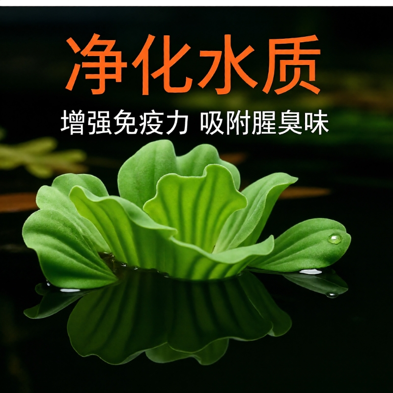 鱼缸浮萍水草套餐大全
