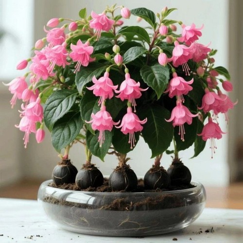 宝莲灯种球盆栽驱蚊驱虫好养室内外四季可种耐寒热水培花卉植花