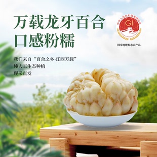 万载生鲜龙牙新鲜百合营养健康