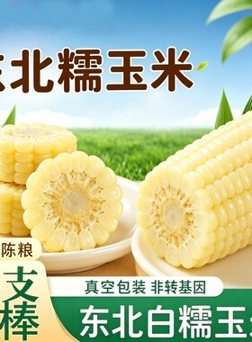 正宗白糯玉米软糯香甜粘苞米苞谷