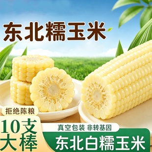 东北白糯玉米软糯香甜黏糯拉丝粗粮早餐粘苞米甜玉米苞谷批发真空