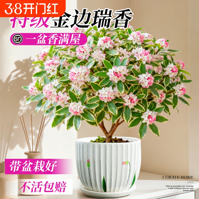 金边瑞香盆栽老桩年宵花带花苞山茶花卉盆景阳台绿植物四季好养活