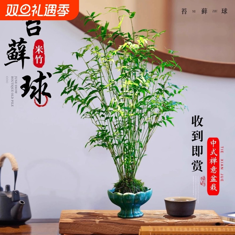 苔藓球植物米竹红杆观音竹水培盆景客厅室内桌面观赏竹子驱蚊盆栽