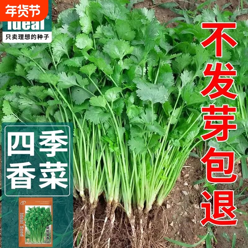 四季香菜种子香菜籽种籽大叶芫荽农家老品种速生耐热蔬菜种子大全