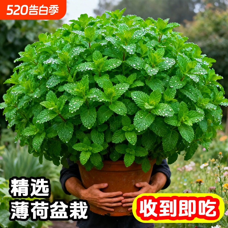 薄荷盆栽可食用新鲜薄荷叶迷迭香用香草植物可水培室内驱蚊驱虫