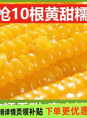 正宗东北新鲜黄糯玉米软糯香甜拉丝独立包装代餐早餐非即食糯玉米