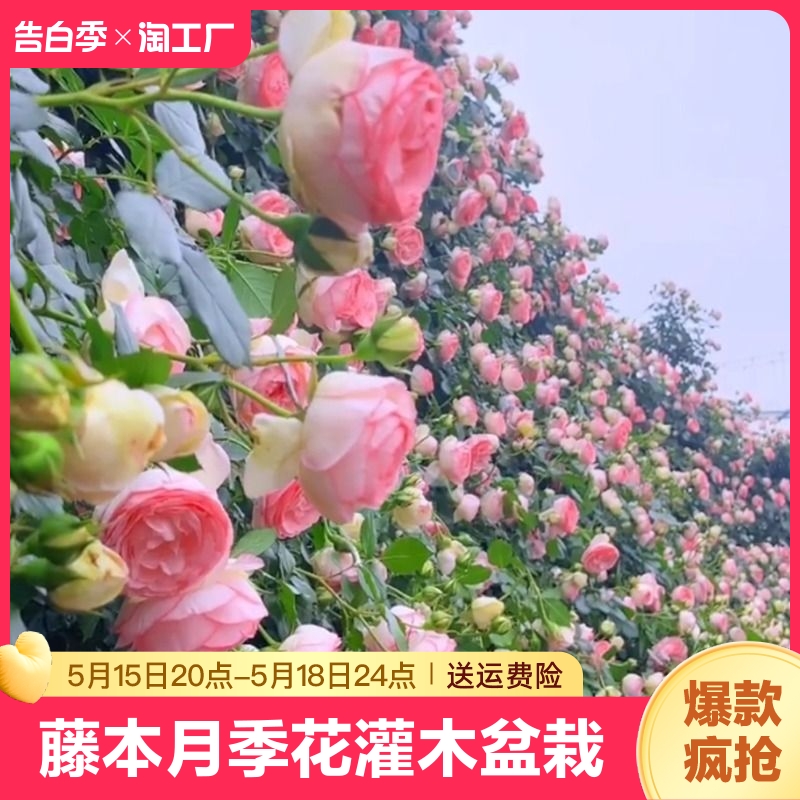 藤本月季花灌木月季盆栽特大1.6米花苗爬藤阳台蔷薇四季开花浓香 鲜花速递/花卉仿真/绿植园艺 月季/蔷薇/玫瑰 原图主图