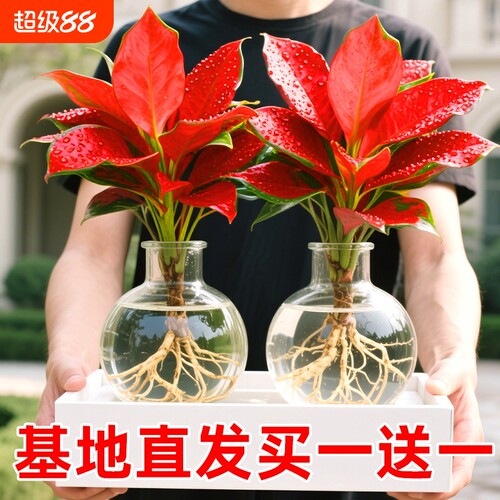 吉利红盆栽室内水培植物如意皇后客厅鲜花卉红叶万年青桌面小绿植