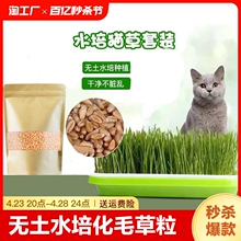 猫草盆栽猫薄荷小麦种子无土水培化毛草粒成猫零食营养快乐喷雾