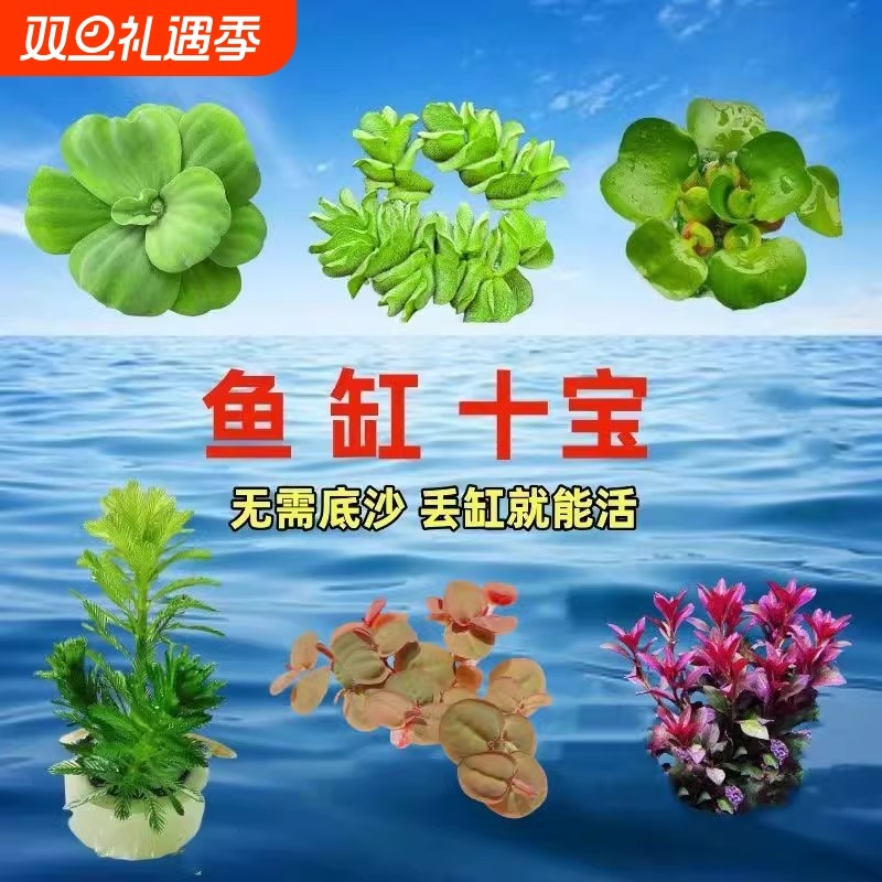 水芙蓉水生绿植浮萍水草懒人造景水草养虾鱼缸净化水质水培植物