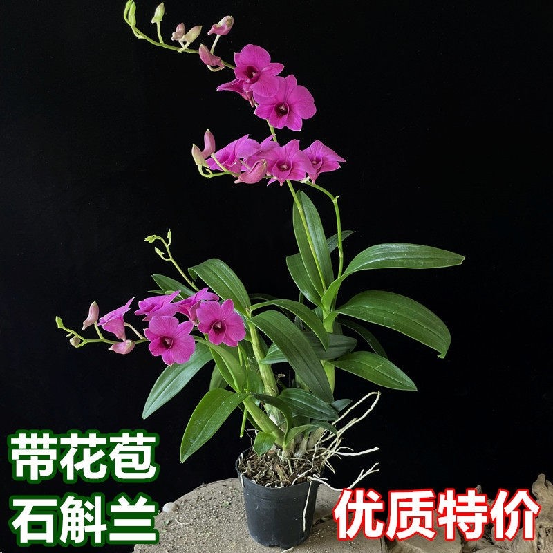 石斛兰盆栽带花泼墨粉黛带花苞常开花室内桌面花卉兰花客厅阳台